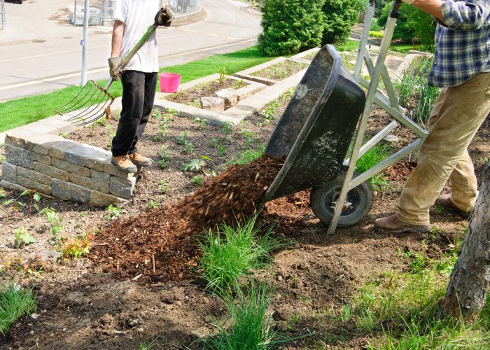 Wheelbarrow full of Mulch Garedener tips wheelbarrow full of mulch
